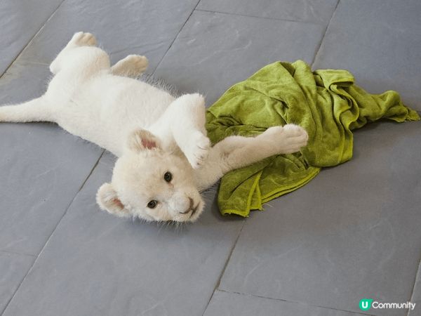 曼谷的北碧野生動物園，除了可以看見很多不同的野生動物外，最特...