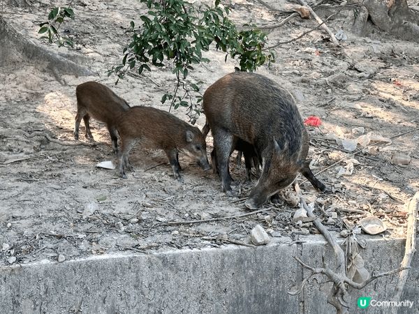 香港仔水塘，環境清幽，草木扶疏，有時行行?會見到野豬，得閒去...
