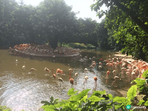 呢期「熊貓熱」真係好hot, 趁熱潮未退，去「廣州長隆野生動...