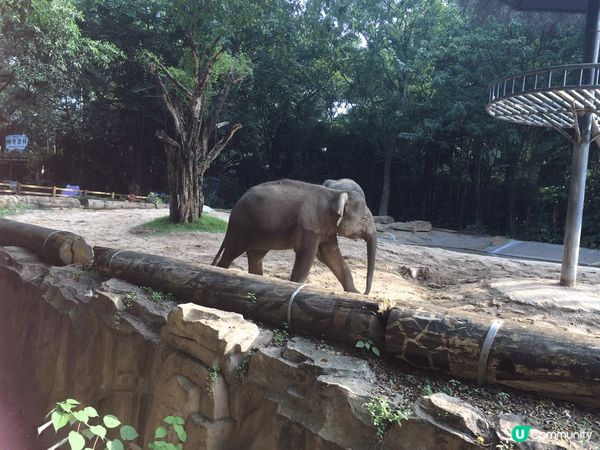 呢期「熊貓熱」真係好hot, 趁熱潮未退，去「廣州長隆野生動...