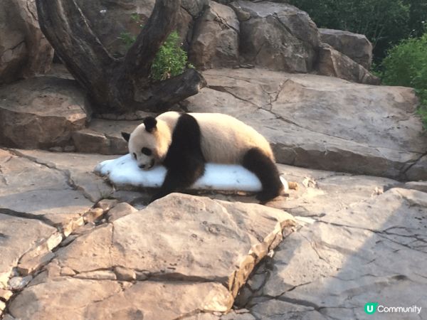 呢期「熊貓熱」真係好hot, 趁熱潮未退，去「廣州長隆野生動...