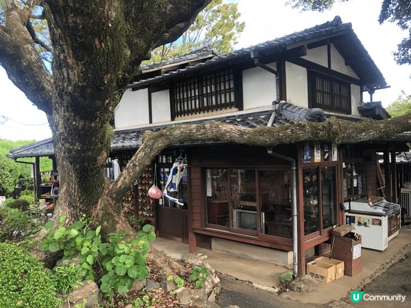 日本福岡能古島一個超多打卡的好地方，不過睇番月份有什麼花，不...