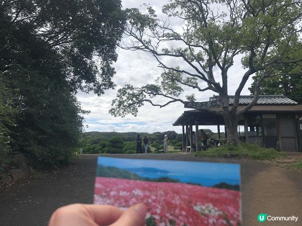 日本福岡能古島一個超多打卡的好地方，不過睇番月份有什麼花，不...