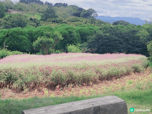 日本福岡能古島一個超多打卡的好地方，不過睇番月份有什麼花，不...
