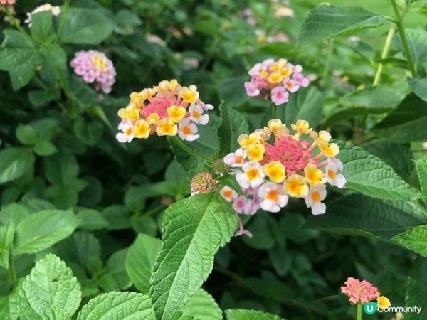 日本福岡能古島一個超多打卡的好地方，不過睇番月份有什麼花，不...