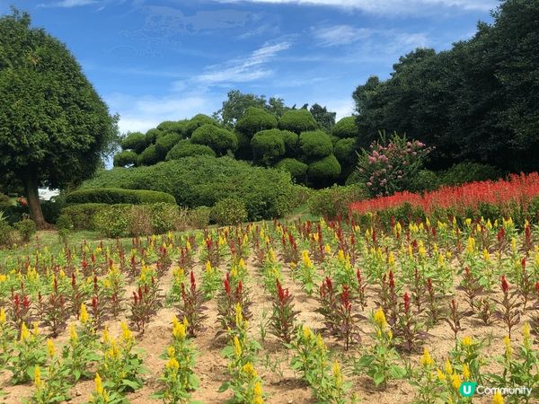 日本福岡能古島一個超多打卡的好地方，不過睇番月份有什麼花，不...