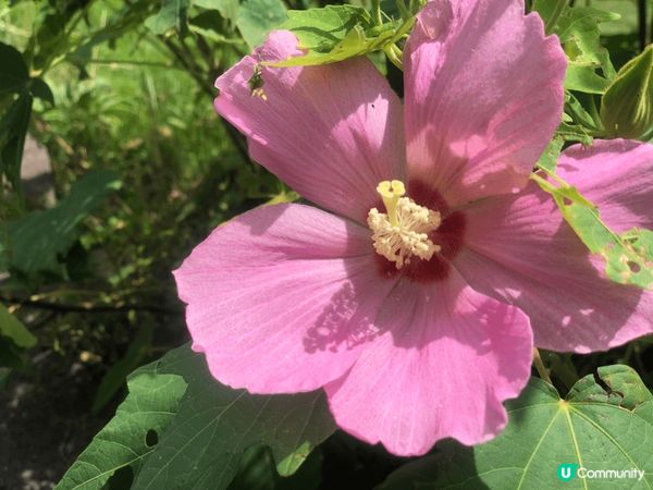 日本福岡能古島一個超多打卡的好地方，不過睇番月份有什麼花，不...