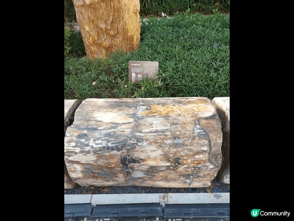 位於荃灣如心廣場內的木化石公園，雖然是由私人集團成立及管理，...