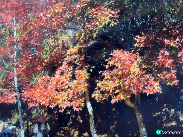 第一張是相片是紅葉，每逢12、1月便是最佳欣賞的時間，元朗大...