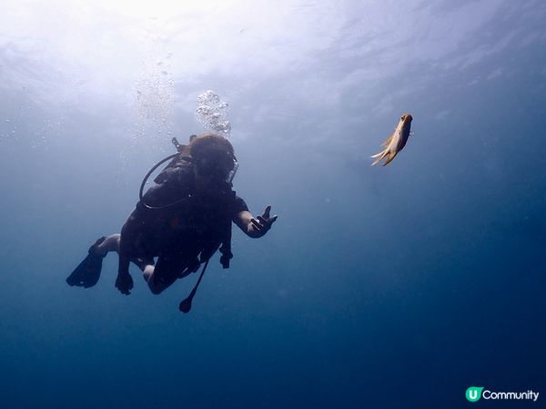 我鍾意泰國布吉?Phi Phi島潛水，有好多個原因令我著迷。