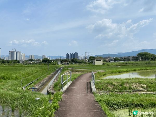 塱原自然生態公園預計在11月開放,但近日途經塱原濕地,發現公...