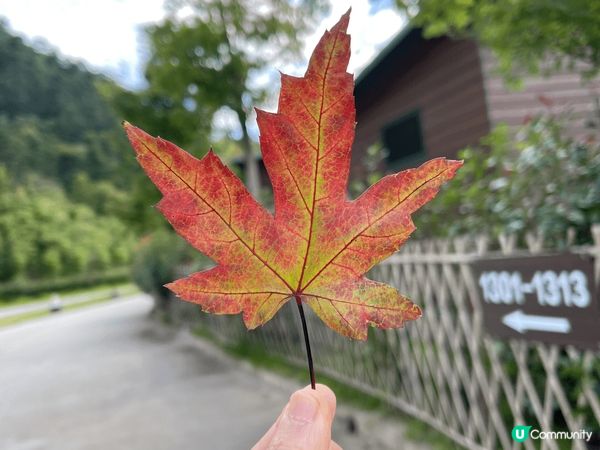 「新豐嶺南紅葉世界」入住獨立別墅星空玻璃房，在天空之境拍照，...