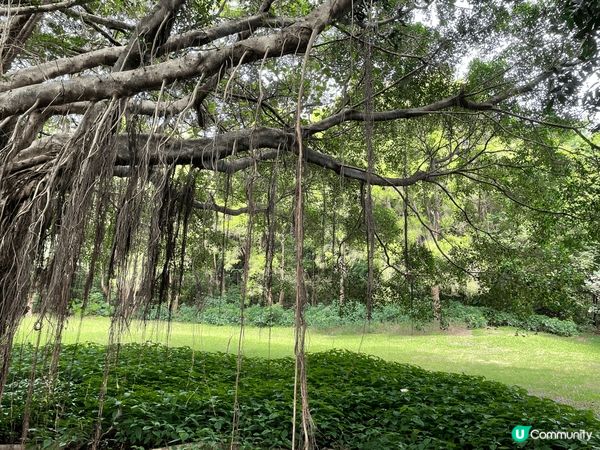 推介深業上城，非常優閒，而且有一個很靚既花園