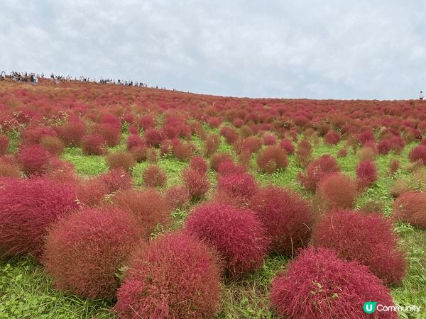 到了福崗,還租了車自駕遊,去了由布院和別府,繼續溫泉之旅.