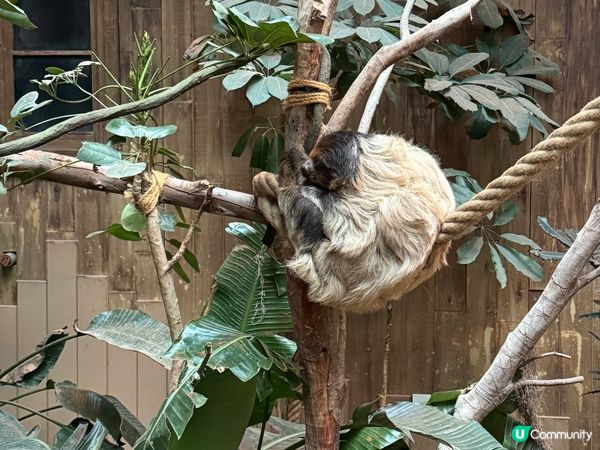 香港海洋公園Ocean Park  (黃竹坑)