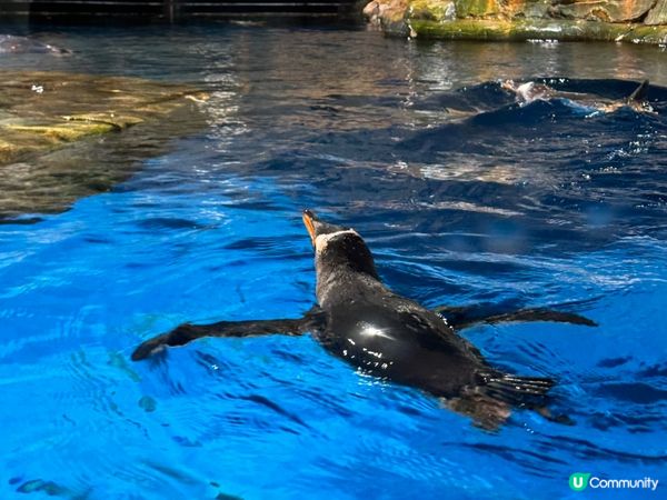 香港海洋公園Ocean Park  (黃竹坑)