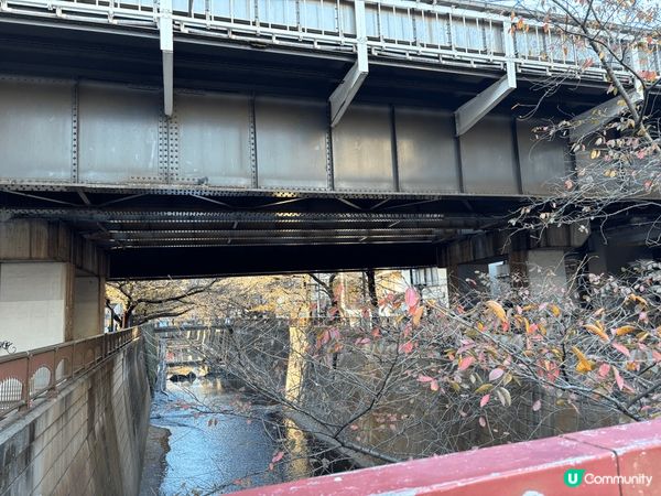 上年去左東京睇紅葉！真係好靚啊！嚟緊一定要再去
