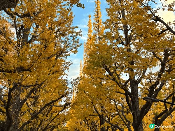 上年去左東京睇紅葉！真係好靚啊！嚟緊一定要再去
