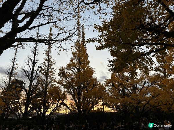 上年去左東京睇紅葉！真係好靚啊！嚟緊一定要再去
