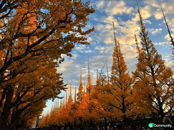 上年去左東京睇紅葉！真係好靚啊！嚟緊一定要再去

