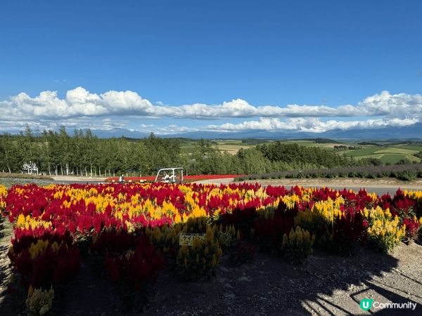 北海道登別地獄谷，富良野七彩花田是必定去的打卡熱點。