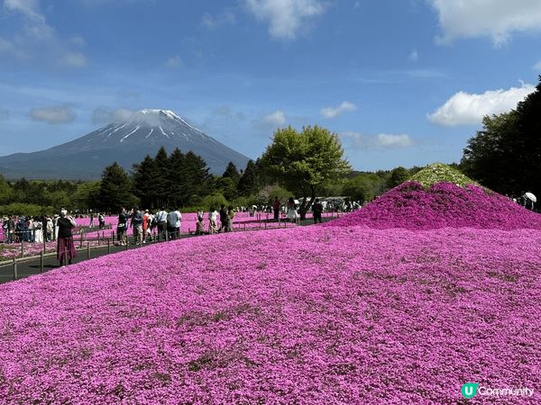 茨城縣日立海濱公園的粉蝶花和富士山芝櫻