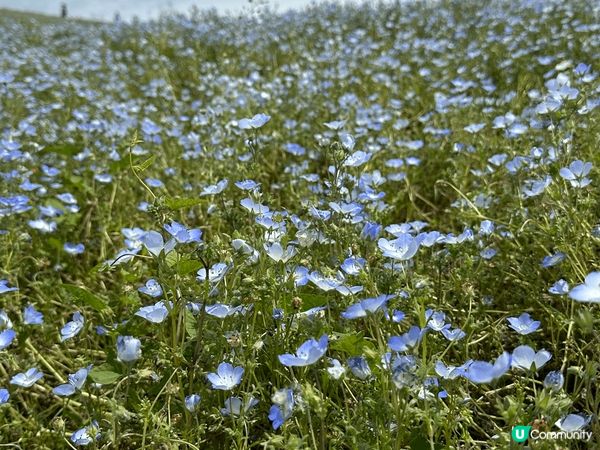 茨城縣日立海濱公園的粉蝶花和富士山芝櫻