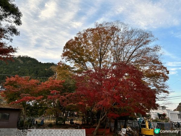 日本賞楓，市區可以去惠比壽、日比谷。遠少少可以在新宿小田急買...