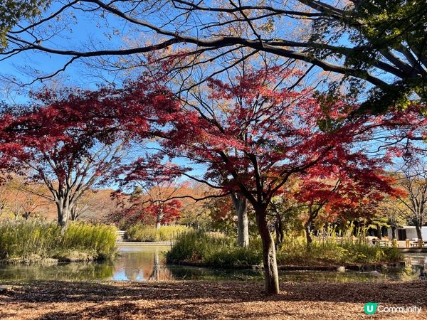 日本賞楓，市區可以去惠比壽、日比谷。遠少少可以在新宿小田急買...