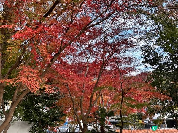 日本賞楓，市區可以去惠比壽、日比谷。遠少少可以在新宿小田急買...