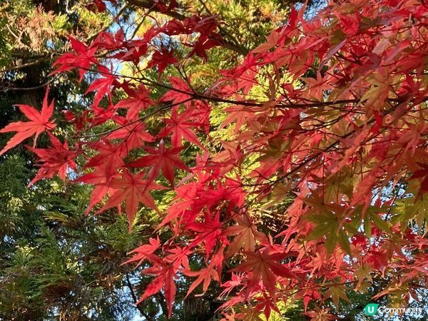 京都光明寺楓葉大道！每年秋天賞紅葉的必訪美景！