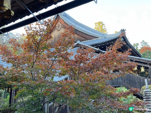 京都光明寺楓葉大道！每年秋天賞紅葉的必訪美景！