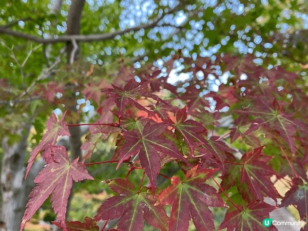 京都光明寺楓葉大道！每年秋天賞紅葉的必訪美景！