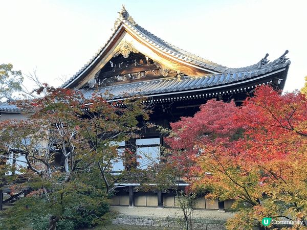 京都光明寺楓葉大道！每年秋天賞紅葉的必訪美景！
