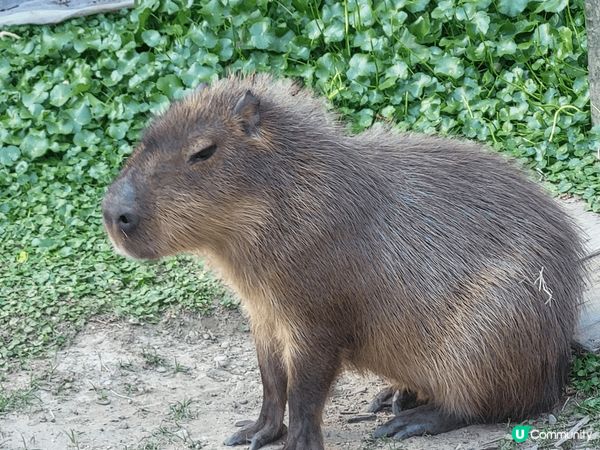 台灣高雄千野村，擁有日系裝潢，有和服店可供租借，非常適合秋冬...