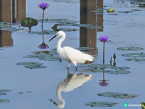 秋意正濃，最啱就係出外走走。想遠離煩囂唔使搭飛機嘅，可以行下...