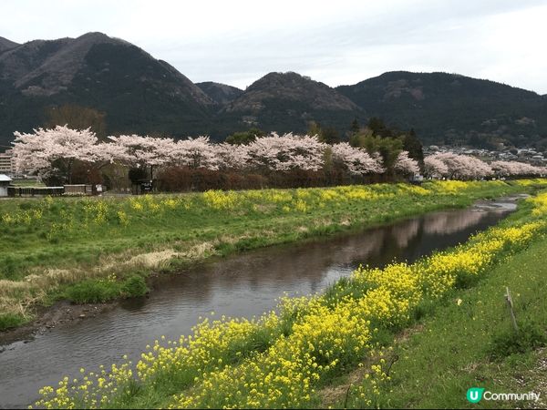 櫻花季遊九州湯布院，盛放的櫻花外還有夾道的油菜花。
