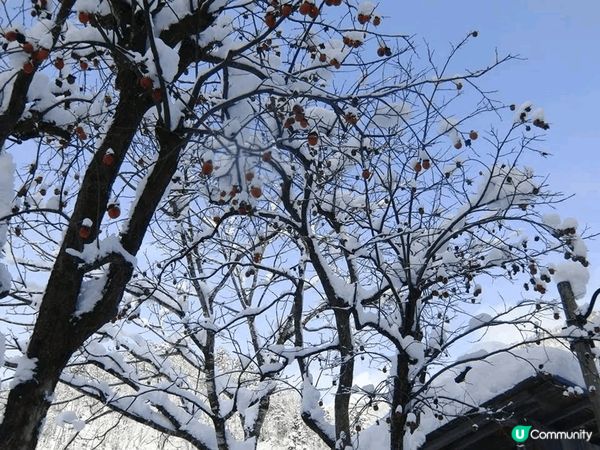 年頭1月去白川鄉，見到美麗雪景