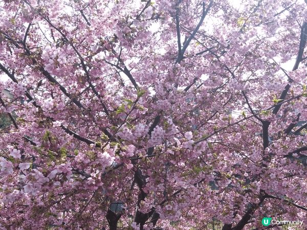 疫情之後在大阪旅行看櫻花，大阪城公園開得十分美麗，有不同種類...