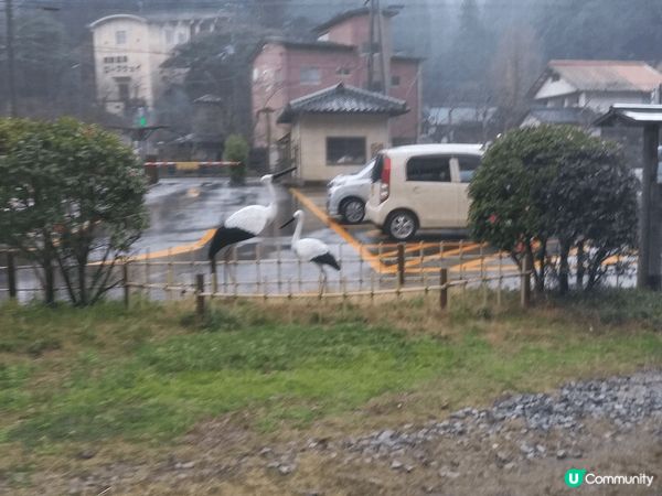疫情之後在大阪旅行看櫻花，大阪城公園開得十分美麗，有不同種類...