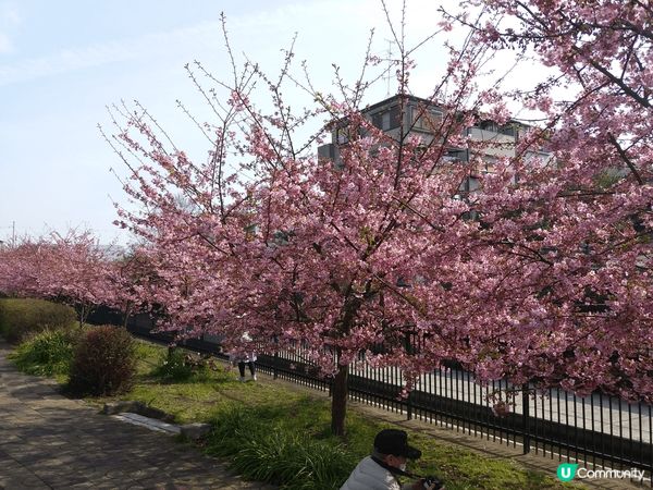 疫情之後在大阪旅行看櫻花，大阪城公園開得十分美麗，有不同種類...