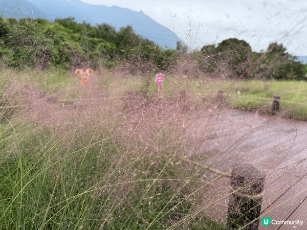 深圳濕地公園環境優美，拍攝10至11月之間季節性出現