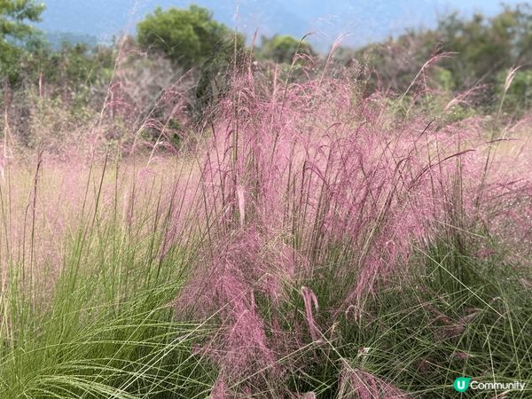 深圳濕地公園環境優美，拍攝10至11月之間季節性出現