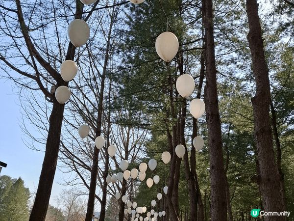 南怡島一天遊，島雖然細細地，但都好多打卡位，可慢慢行，好舒服...