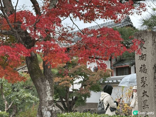 大阪嵐山竹林小徑，旅客必到打卡景點，11月尾，楓葉剛開始紅，...