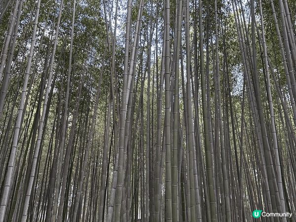 大阪嵐山竹林小徑，旅客必到打卡景點，11月尾，楓葉剛開始紅，...