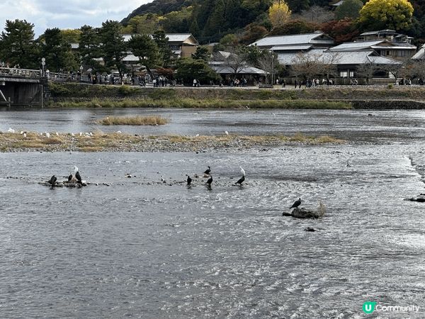 大阪嵐山竹林小徑，旅客必到打卡景點，11月尾，楓葉剛開始紅，...