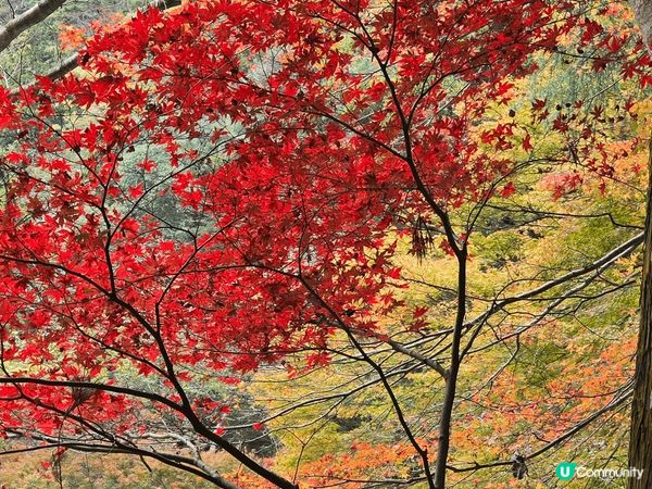 日本旅行在秋季看紅葉，真的十分漂亮和享受當地美食。