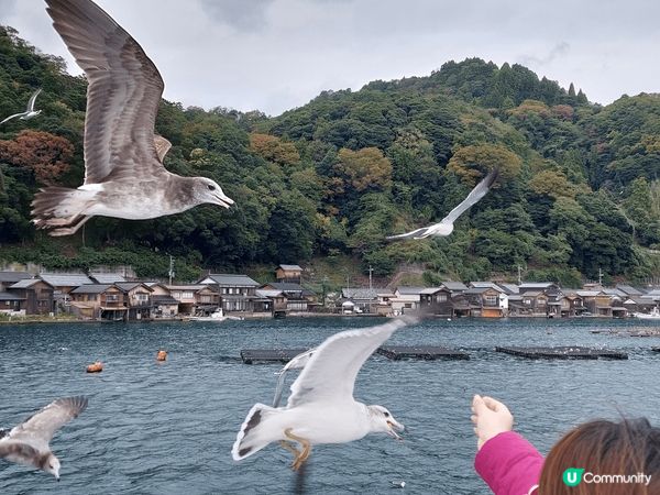 京都天橋立、伊根灣遊船餵海鷗好玩、蟹道樂好味