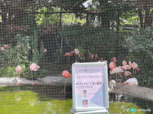 可以去小朋友去大板天王寺動物園看不同類型的動物，場內很大，小...